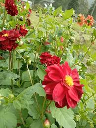 Image result for Dahlia x pinnata `Redskin`