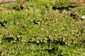 Attēlu rezultāti vaicājumam “Scapania lingulata”