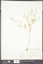 Attēlu rezultāti vaicājumam “Atriplex littoralis fruit”