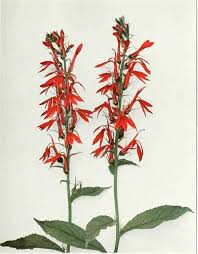 Attēlu rezultāti vaicājumam “Lobeliaceae”