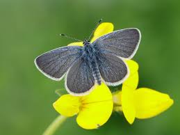 Attēlu rezultāti vaicājumam “Cupido minimus”