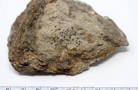 Attēlu rezultāti vaicājumam “Porpidia macrocarpa”