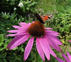 Image result for roter Sonnenhut