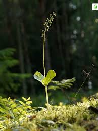 Attēlu rezultāti vaicājumam “Listera ovata fruit”