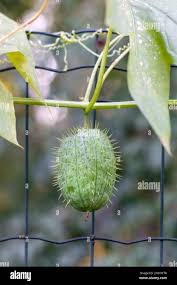 Attēlu rezultāti vaicājumam “Thladiantha dubia”