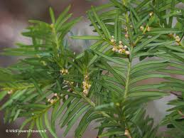 Attēlu rezultāti vaicājumam “Taxus baccata male flower”