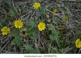 Attēlu rezultāti vaicājumam “Potentilla arenaria leaf”