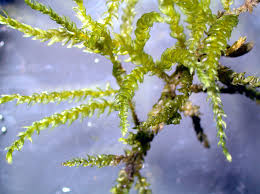 Attēlu rezultāti vaicājumam “Helodium blandowii sporophyte”