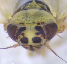 Attēlu rezultāti vaicājumam “Macrosteles sp. imago”