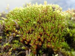 Attēlu rezultāti vaicājumam “Dicranella staphylina”