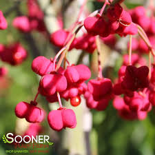 Attēlu rezultāti vaicājumam “Euonymus”