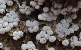 Attēlu rezultāti vaicājumam “Physarum bryocorticola sessile”