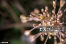 Attēlu rezultāti vaicājumam “Allium oleraceum bud”