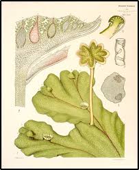 Image result for Marchantia polymorpha