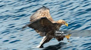 Attēlu rezultāti vaicājumam “Haliaeetus albicilla adult”