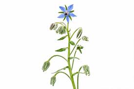 Image result for Borretsch