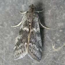 Attēlu rezultāti vaicājumam “Apomyelois bistriatella”