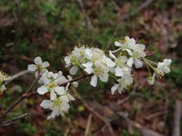 Attēlu rezultāti vaicājumam “Prunus padus var. roseiflora”