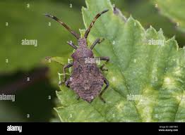 Attēlu rezultāti vaicājumam “Coreus marginatus nymph”