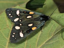 Attēlu rezultāti vaicājumam “Callimorpha dominula”