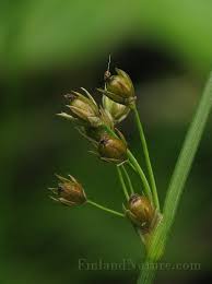 Attēlu rezultāti vaicājumam “Juncus filiformis”
