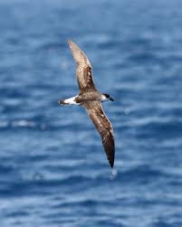 Image result for Pterodroma hasitata