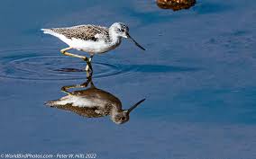 Attēlu rezultāti vaicājumam “Tringa nebularia adult”