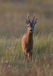 Attēlu rezultāti vaicājumam “Capreolus capreolus”