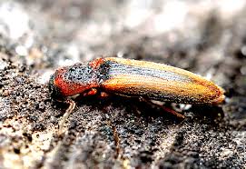 Attēlu rezultāti vaicājumam “Dalopius marginatus”