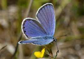 Attēlu rezultāti vaicājumam “Plebejus argyrognomon”