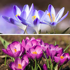 Attēlu rezultāti vaicājumam “Crocus tommasinianus flower”