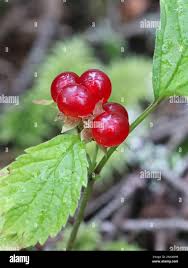 Attēlu rezultāti vaicājumam “Rubus saxatilis fruit”