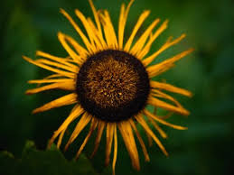 Attēlu rezultāti vaicājumam “Telekia speciosa flower”