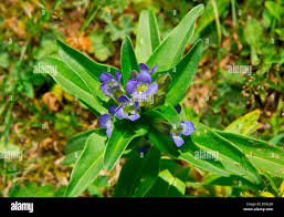 Attēlu rezultāti vaicājumam “Gentiana cruciata flower”