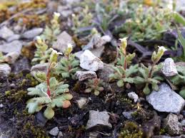 Attēlu rezultāti vaicājumam “Saxifraga tridactylites”