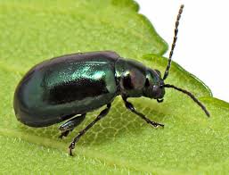 Attēlu rezultāti vaicājumam “Altica sp.”