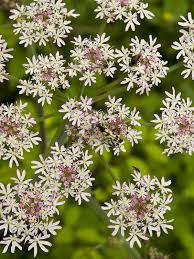 Attēlu rezultāti vaicājumam “Torilis japonica”