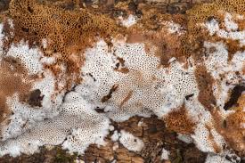 Attēlu rezultāti vaicājumam “Elmerina caryae”