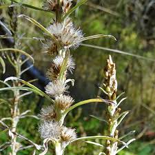 Attēlu rezultāti vaicājumam “Gnaphalium sylvaticum”