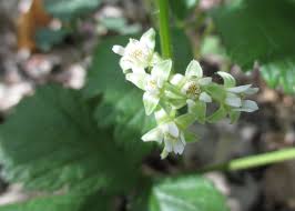 Attēlu rezultāti vaicājumam “Rubus saxatilis flower”