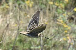 Image result for Gallinago gallinago