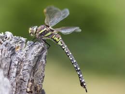 Attēlu rezultāti vaicājumam “Odonata”