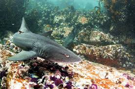 Image result for Triakis megalopterus