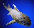 Sample Essay - Sharks and Rays: Ecology, Classification and ...