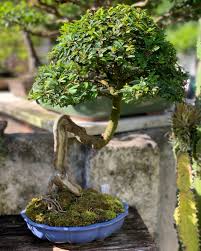 Image result for parthenocissus bonsai