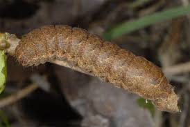 Attēlu rezultāti vaicājumam “Noctua fimbriata larva”