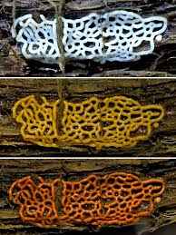 Attēlu rezultāti vaicājumam “Hemitrichia sordivesiculosa spores”