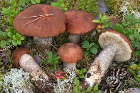 Attēlu rezultāti vaicājumam “Leccinum vulpinum”