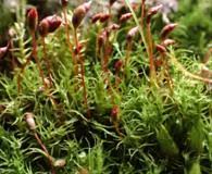 Attēlu rezultāti vaicājumam “Dicranella crispa”