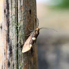 Attēlu rezultāti vaicājumam “Incurvariidae”